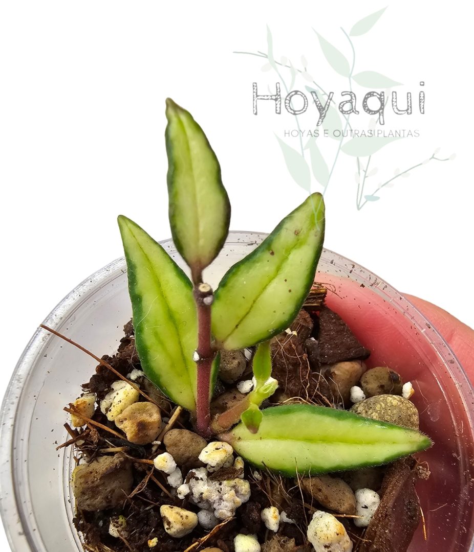 Hoya bella inner var