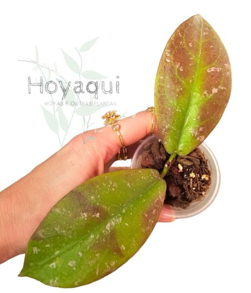 Hoya mitrata splash