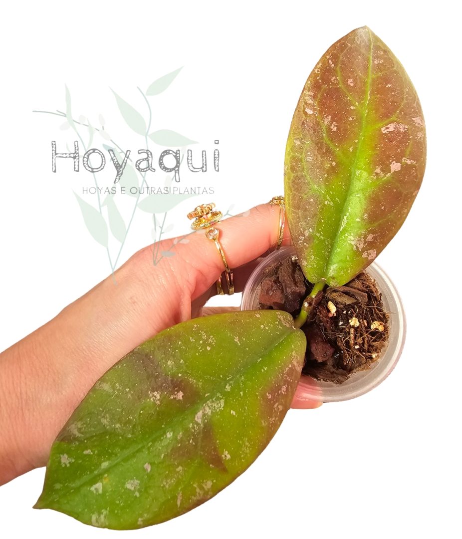 Hoya mitrata splash