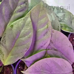 Hoya coriacea silver