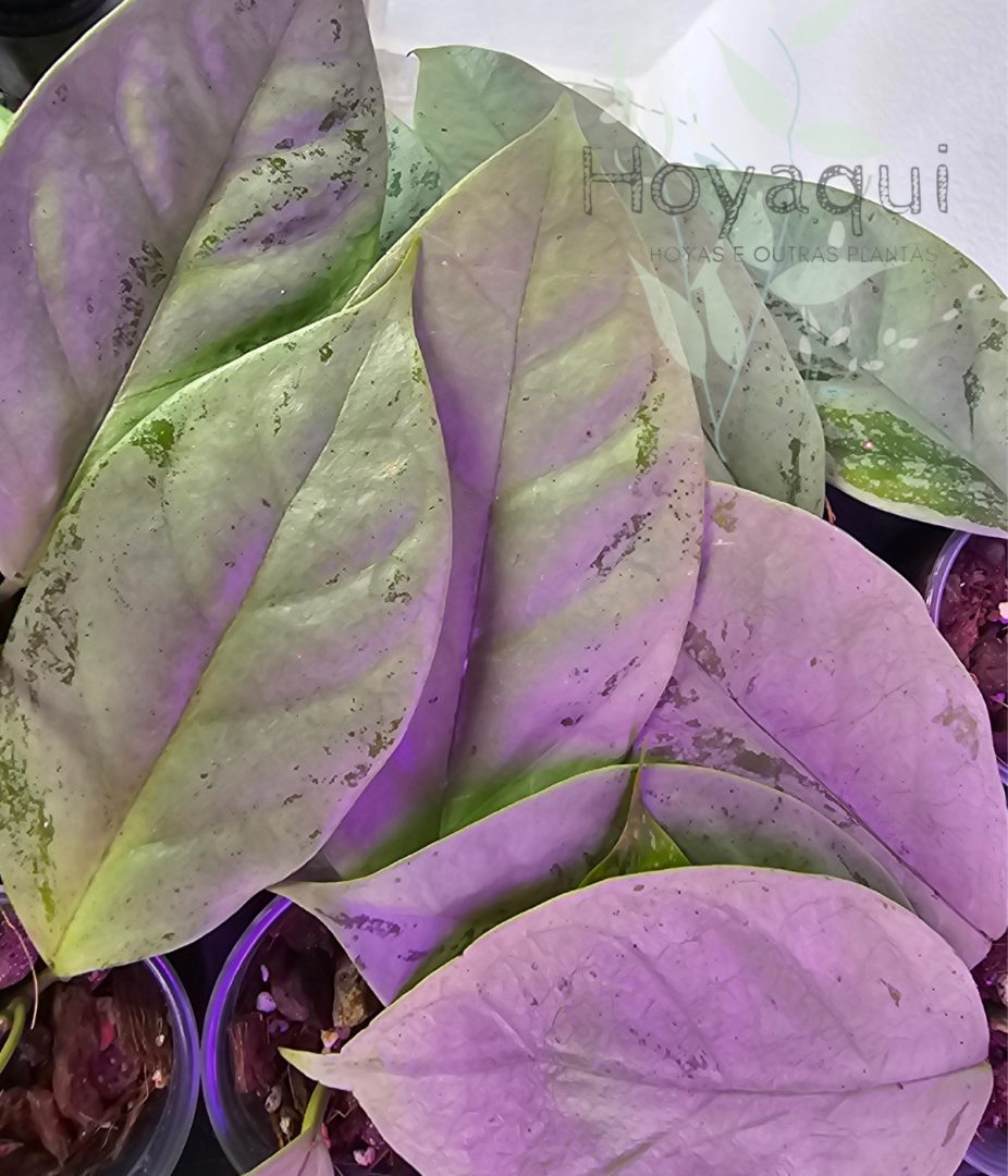 Hoya coriacea silver