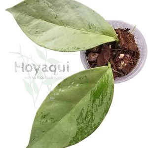 Hoya coriacea silver