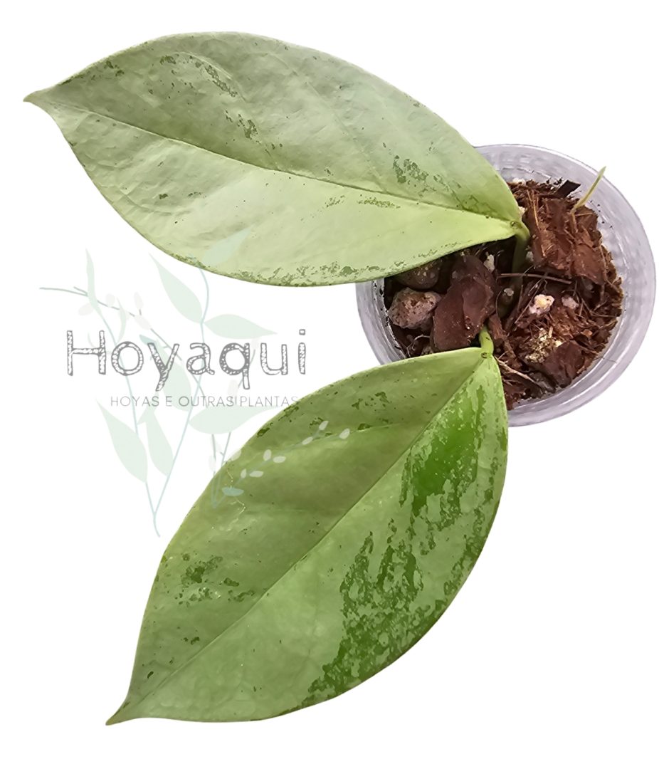 Hoya coriacea silver