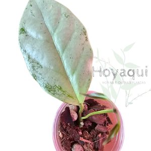 Planta 1