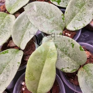 Carnosa 'Nova Ghost'