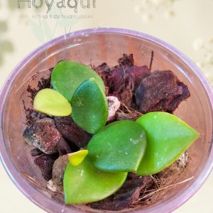 Hoya pubera (aff. picta)