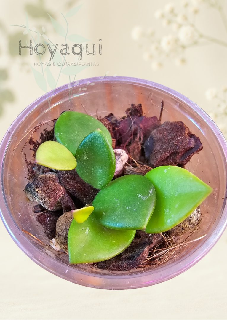 Hoya pubera (aff. picta) Hoya pubera (aff. picta)