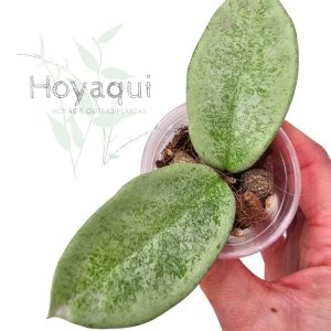 Carnosa 'Nova Ghost'