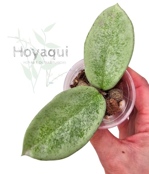 Carnosa 'Nova Ghost'