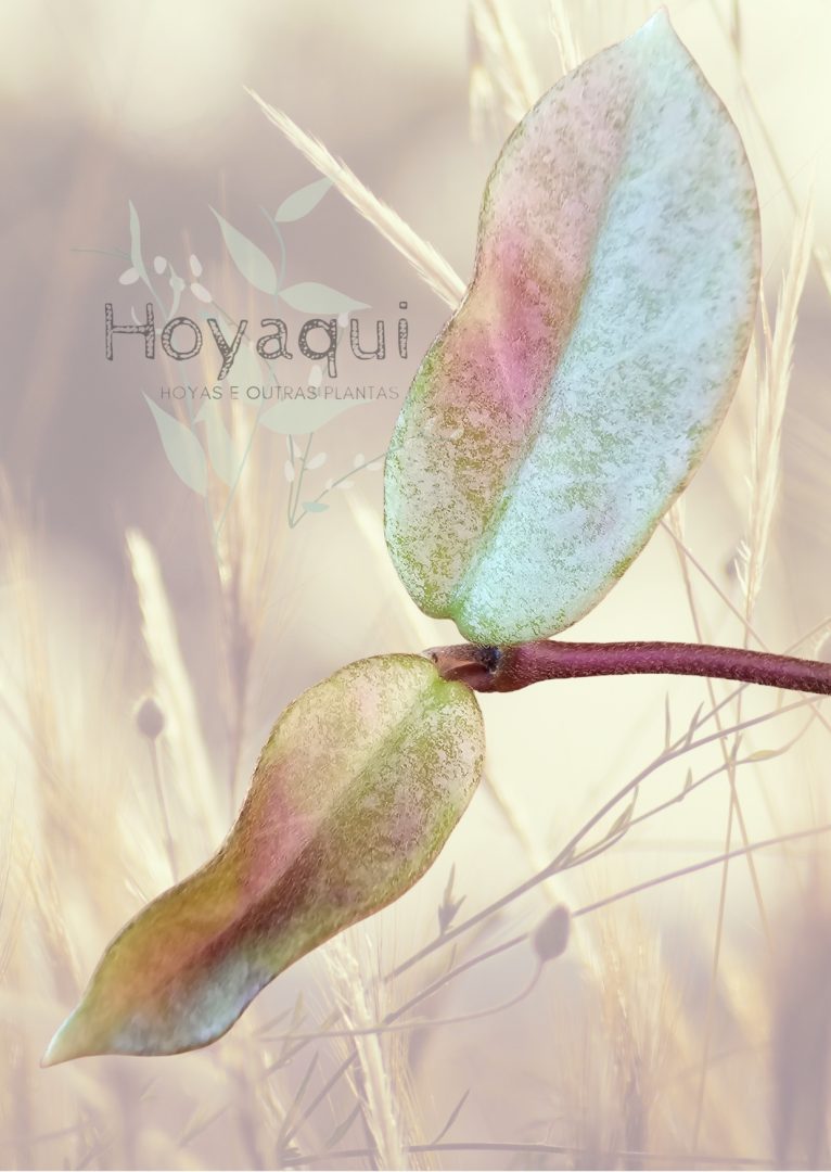 Hoya carnosa ‘ Nova Ghost’
