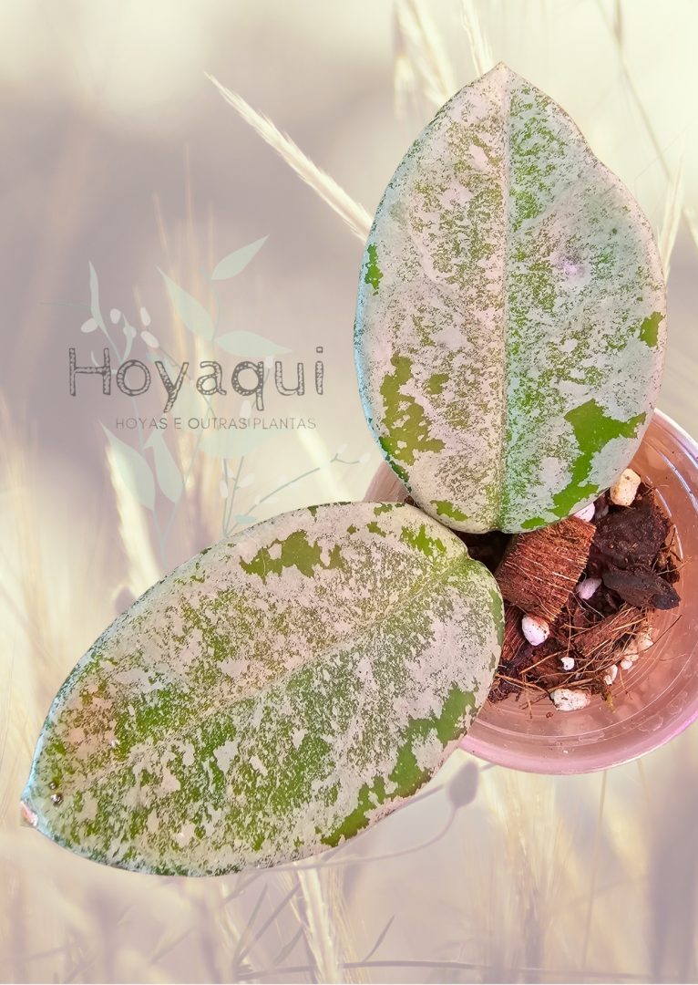 Hoya carnosa ‘ Nova Ghost’
