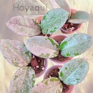 Hoya carnosa ‘ Nova Ghost’