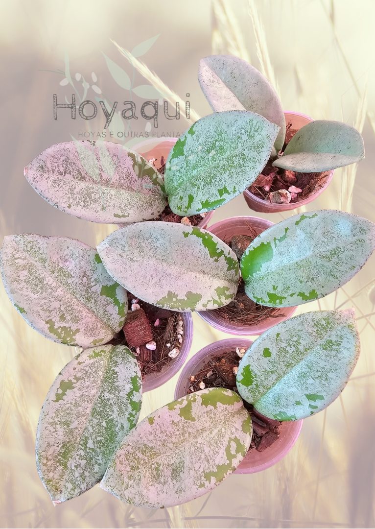 Hoya carnosa ‘ Nova Ghost’