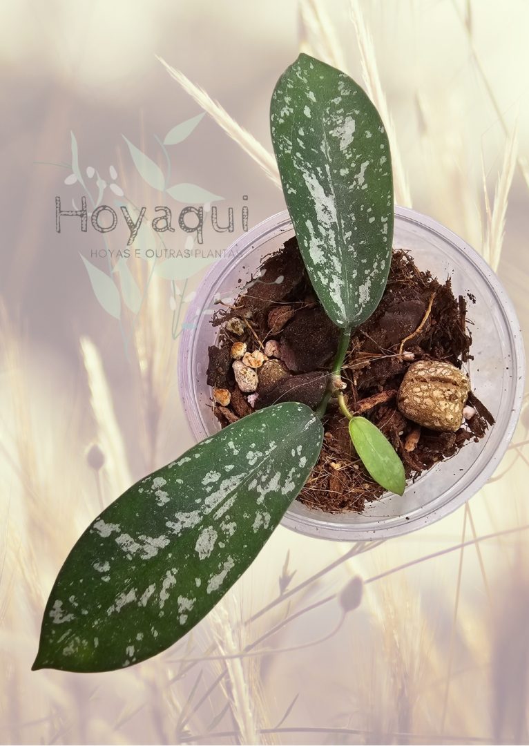 Hoya Sungwookii Splash (formerly sp. Hon Thom)
