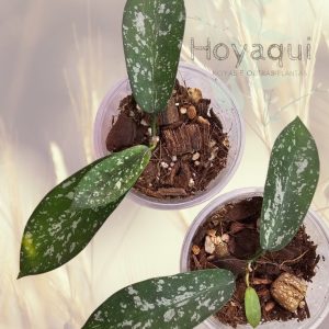Hoya Sungwookii Splash (formerly sp. Hon Thom)
