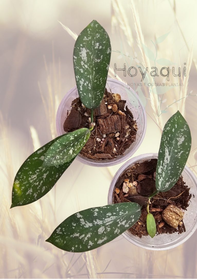 Hoya Sungwookii Splash (formerly sp. Hon Thom)