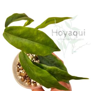 Planta 2
