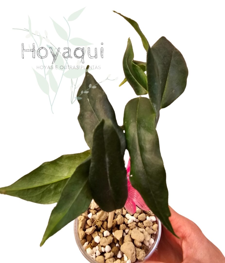 Hoya NS 11-159 Paradisea