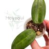 Hoya stenaokei