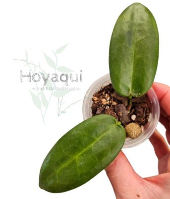 Hoya stenaokei