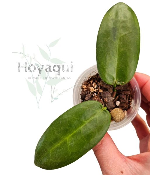 Hoya stenaokei