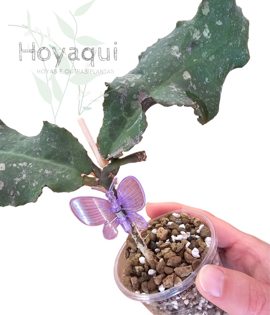 Hoya undulata Surisa