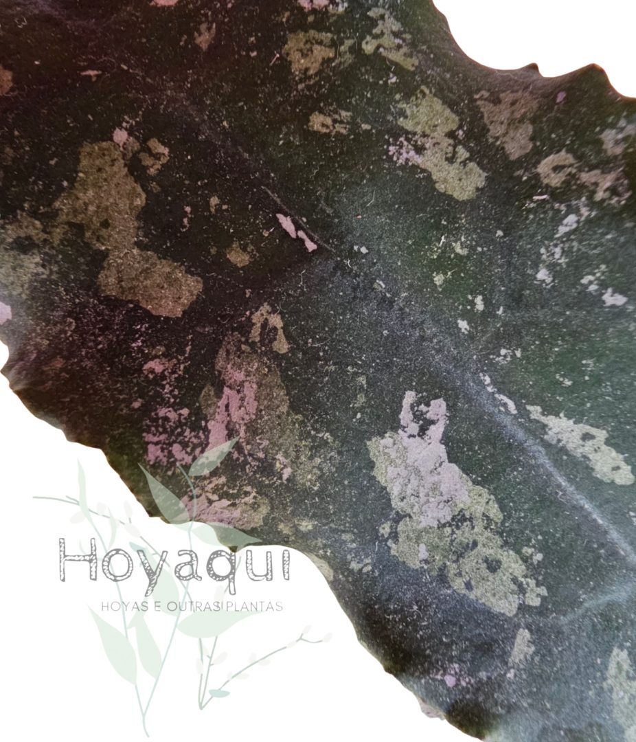 Hoya undulata Surisa