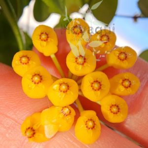 Hoya pubera