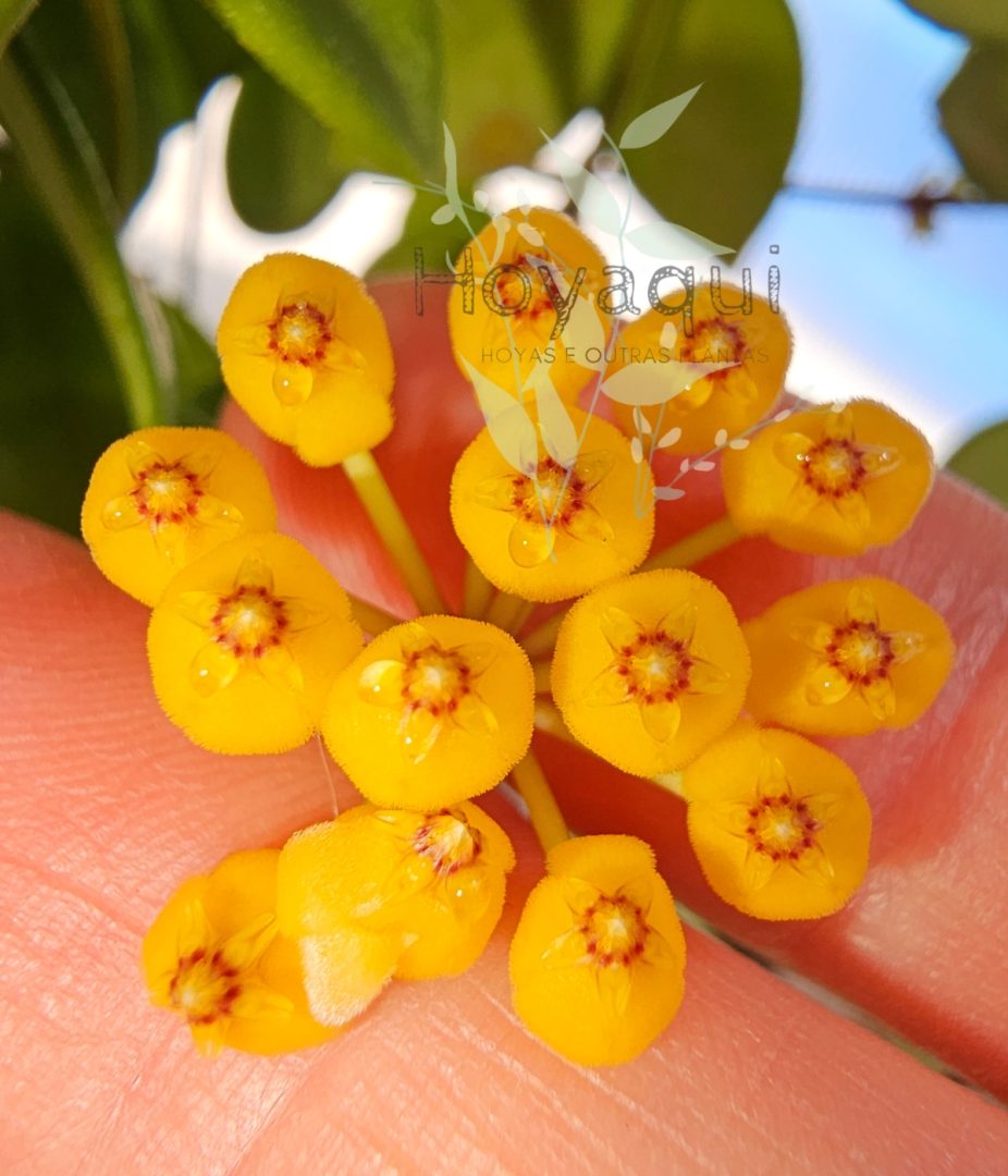 Hoya pubera