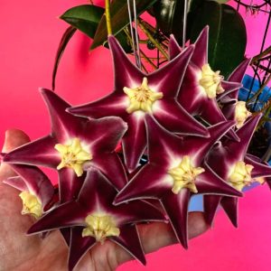 Hoya stenaokei