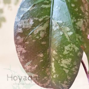 Hoya sp. Aceh super splash