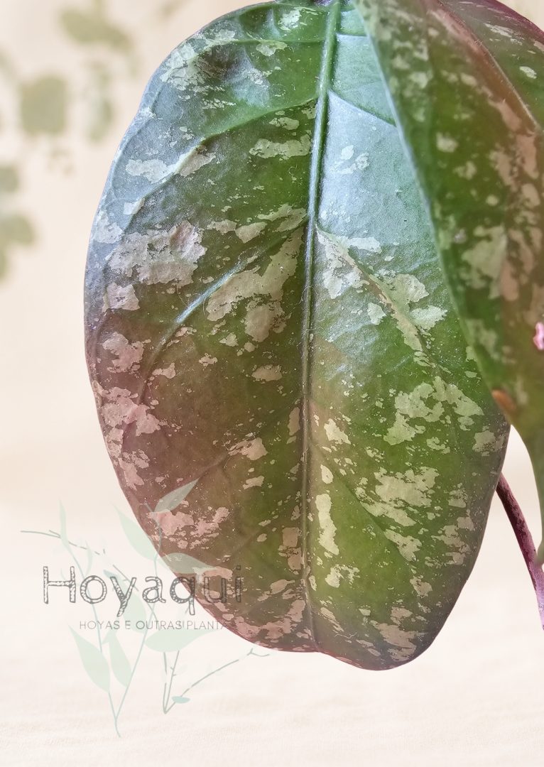 Hoya sp. Aceh super splash