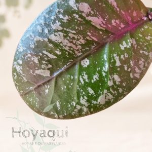Hoya sp. Aceh super splash