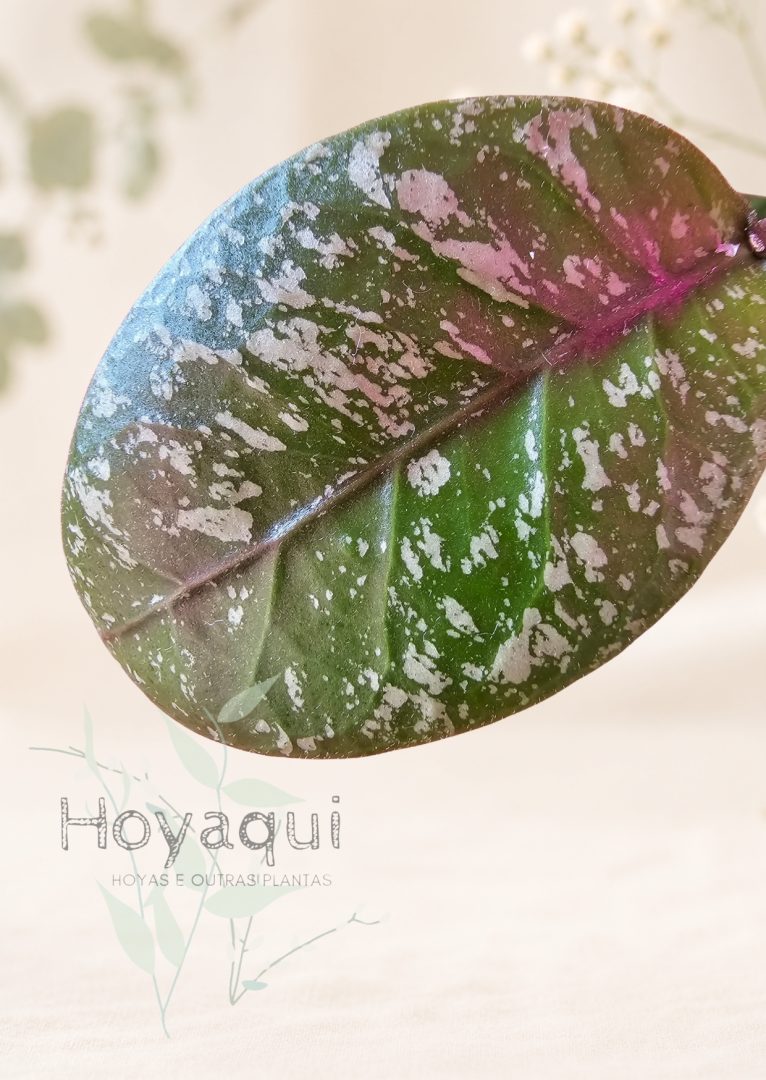 Hoya sp. Aceh super splash