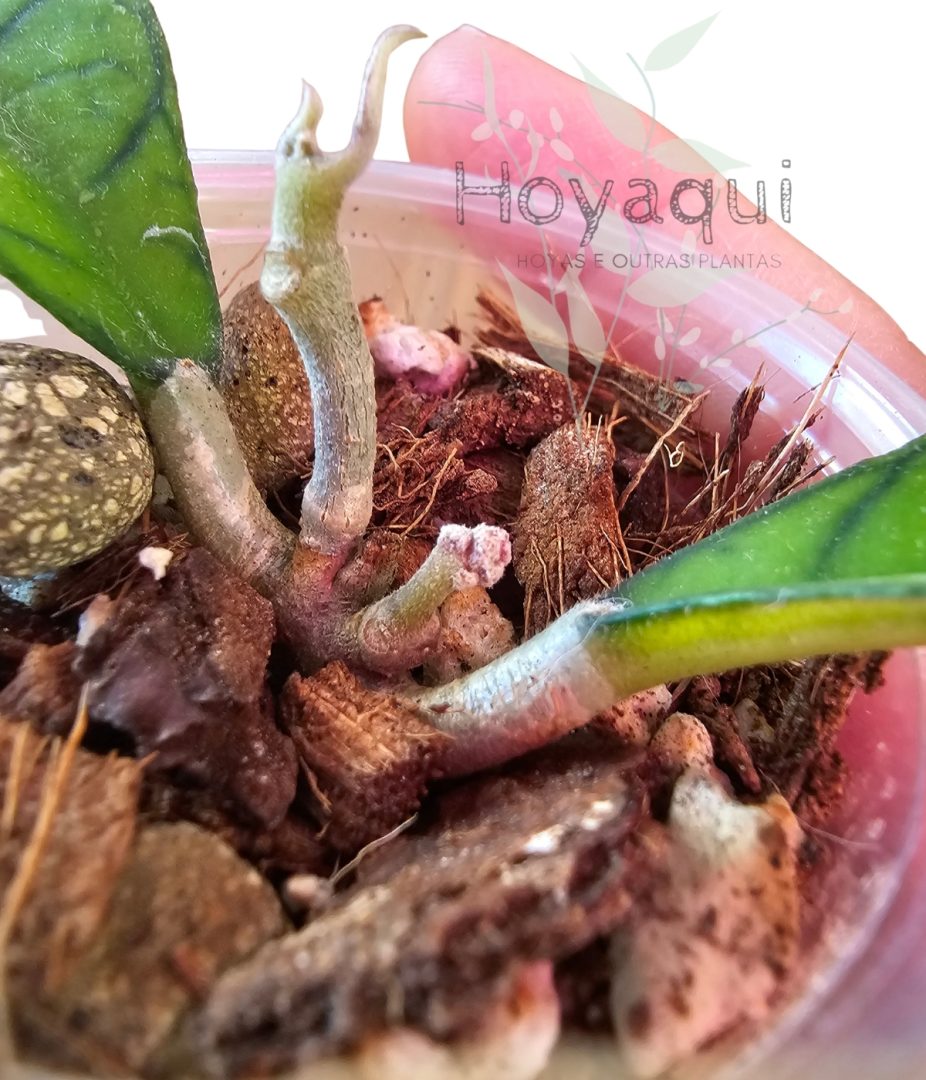 Hoya finlaysonii ‘Sukhirin’