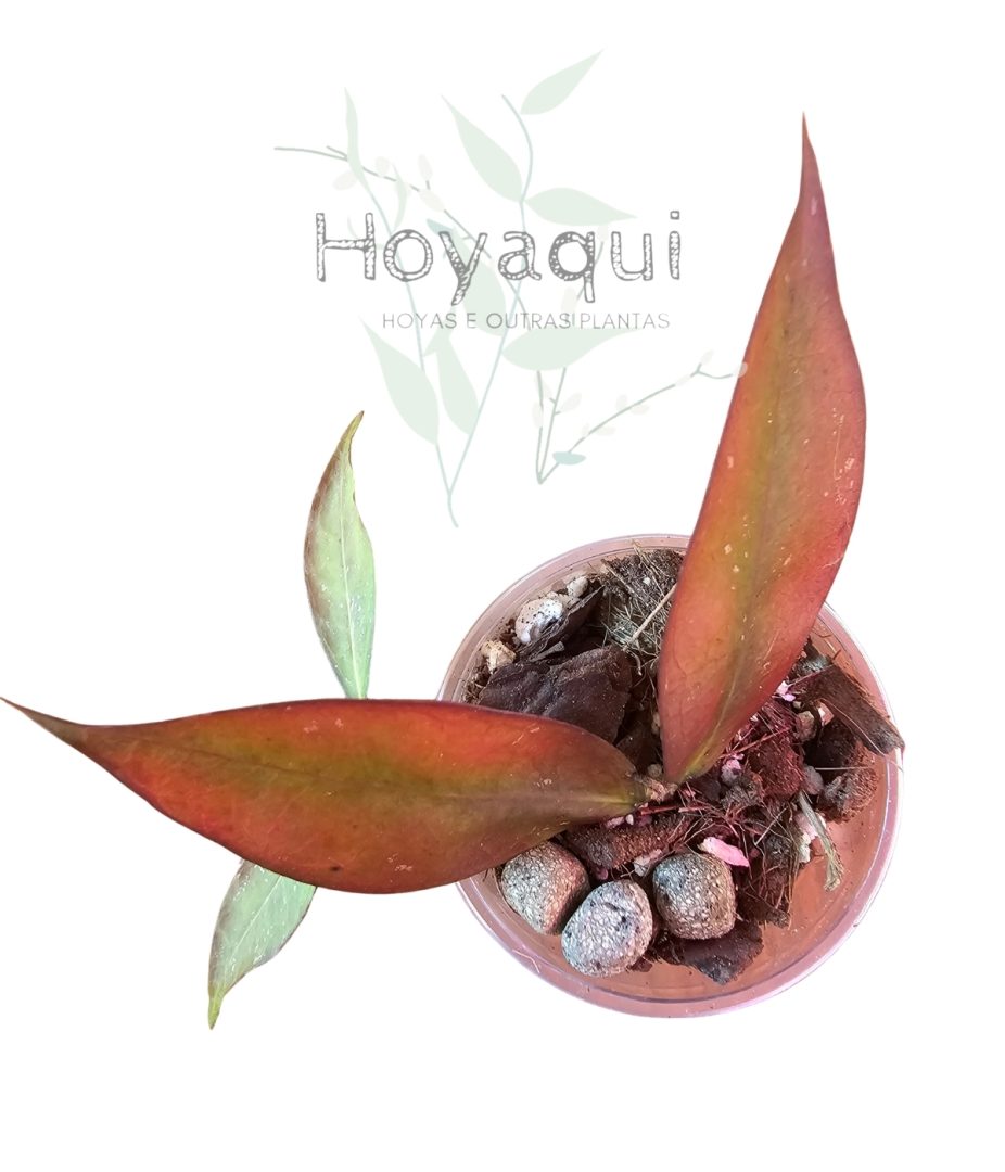 Hoya ignorata