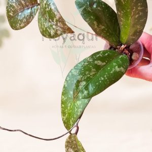 Hoya sp. Aceh super splash