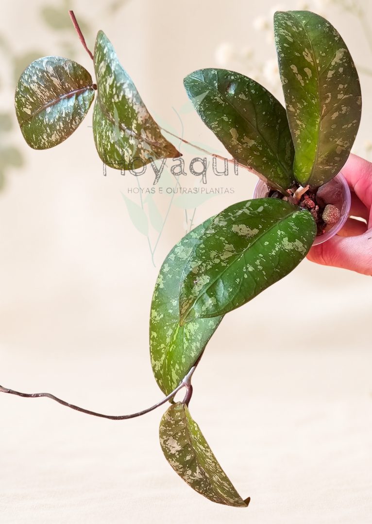 Hoya sp. Aceh super splash