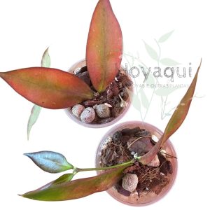 Hoya ignorata