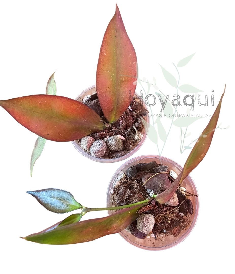 Hoya ignorata