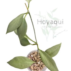 Planta 3