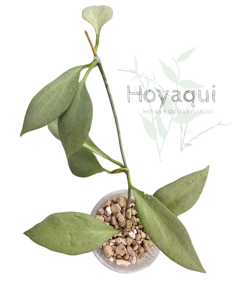 Hoya 'New Guinea Ghost'