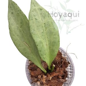 Planta 1