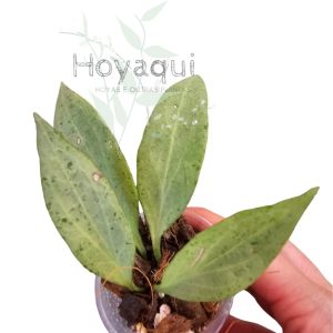 Planta 2