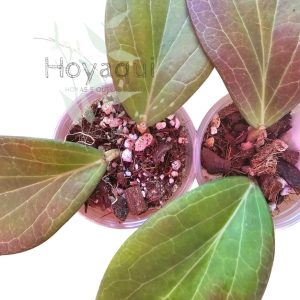 Hoya nicholsoniae