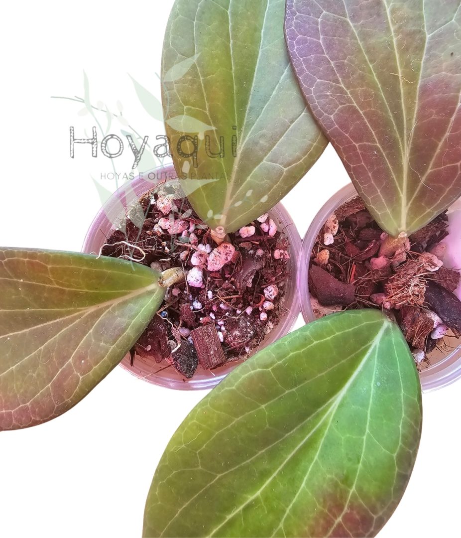 Hoya nicholsoniae