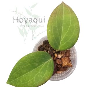 Hoya nicholsoniae