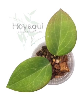 Hoya nicholsoniae