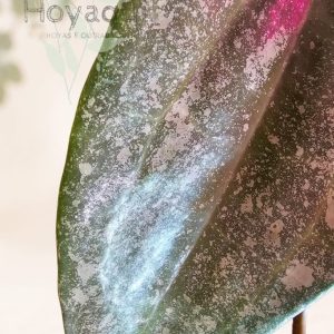 Hoya latifolia 'Rimba Perak'