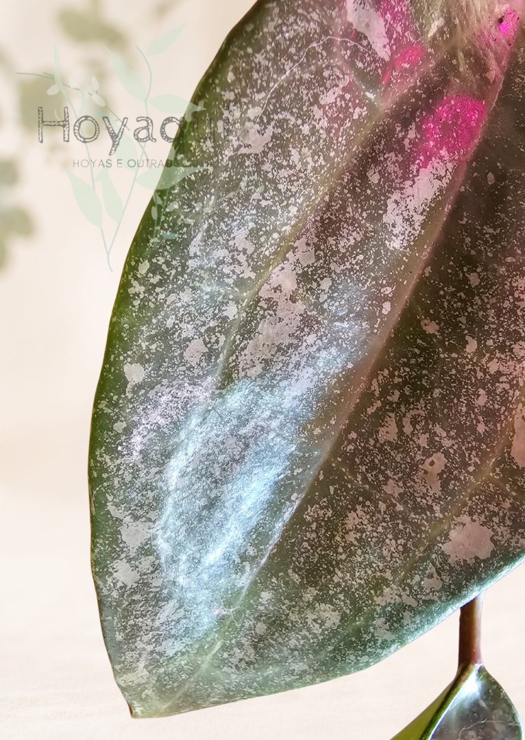 Hoya latifolia 'Rimba Perak'